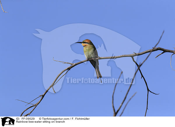 Regenbogenspint sitz auf Ast / Rainbow bee-eater sitting on branch / FF-09029