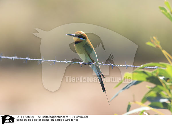 Regenbogenspint sitz auf Stacheldrahtzaun / Rainbow bee-eater sitting on barbed wire fence / FF-09030
