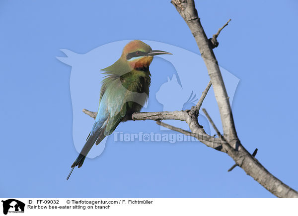 Regenbogenspint sitz auf Ast / Rainbow bee-eater sitting on branch / FF-09032