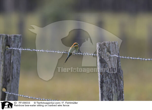 Rainbow bee-eater sitting on barbed wire fence / FF-09033