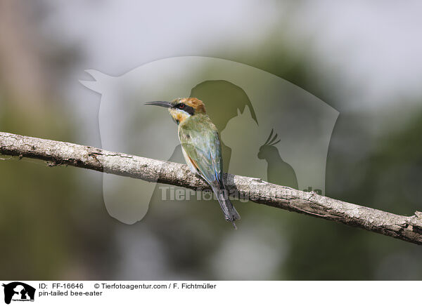 Regenbogenspint / pin-tailed bee-eater / FF-16646