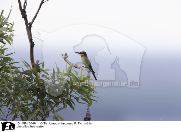 Regenbogenspint / pin-tailed bee-eater / FF-16648