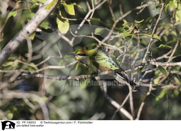 Regenbogenspint / pin-tailed bee-eater / FF-16653