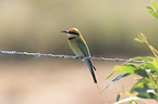 Rainbow bee-eater sitting on barbed wire fence