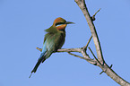 Rainbow bee-eater sitting on branch
