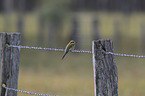 Rainbow bee-eater sitting on barbed wire fence