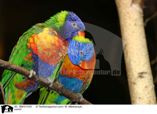 parrot / BM-01030