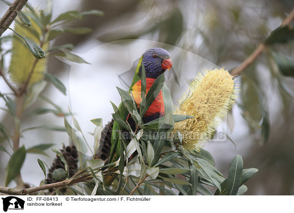Allfarblori / rainbow lorikeet / FF-08413