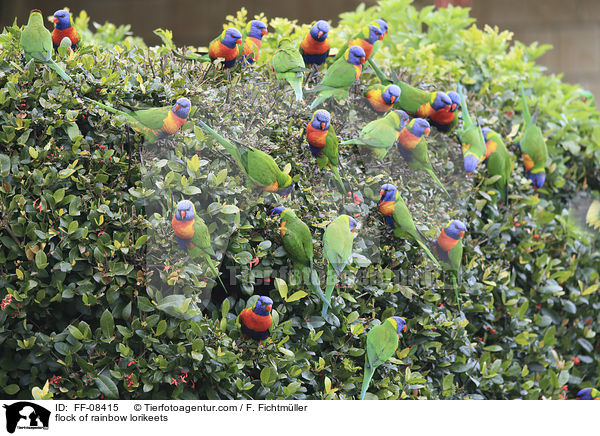 flock of rainbow lorikeets / FF-08415
