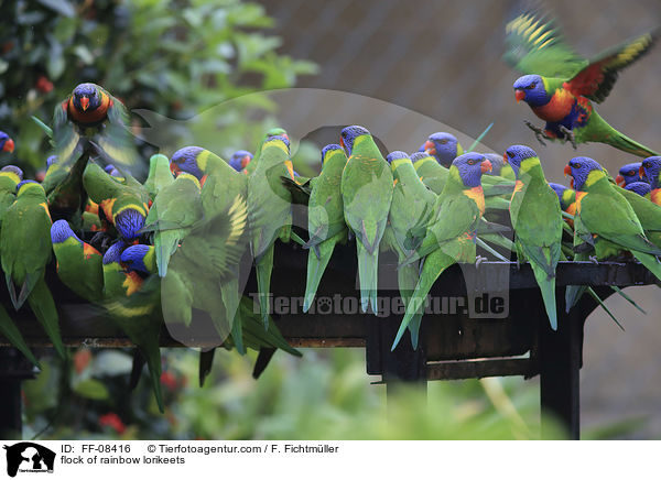 Schwarm von Allfarbloris / flock of rainbow lorikeets / FF-08416