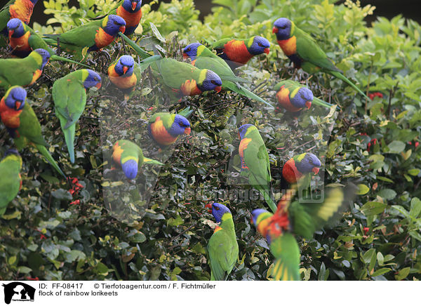 Schwarm von Allfarbloris / flock of rainbow lorikeets / FF-08417