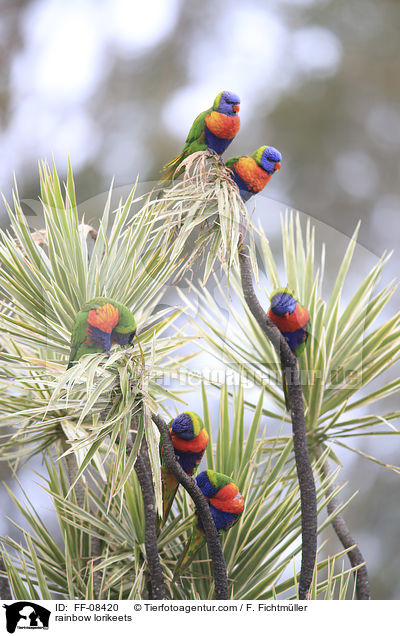 Allfarbloris / rainbow lorikeets / FF-08420