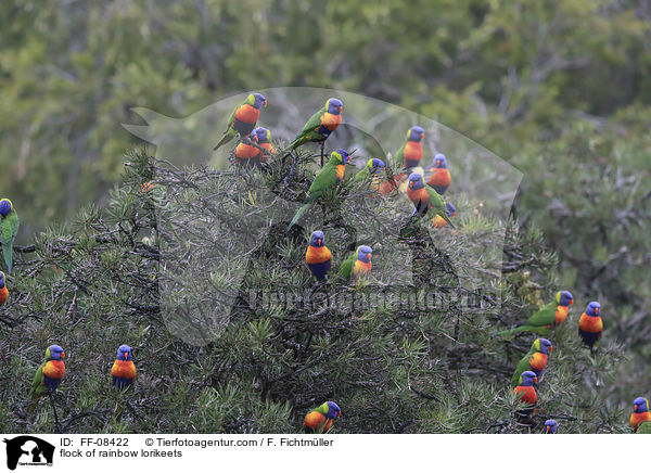 flock of rainbow lorikeets / FF-08422