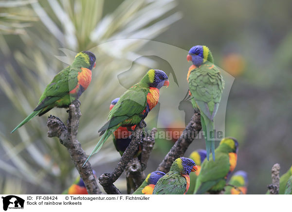 flock of rainbow lorikeets / FF-08424