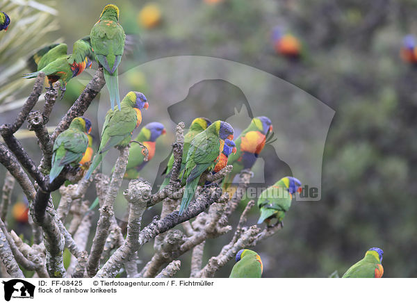 flock of rainbow lorikeets / FF-08425