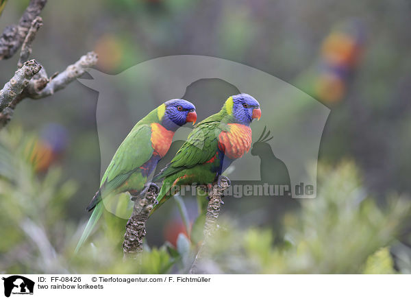 two rainbow lorikeets / FF-08426