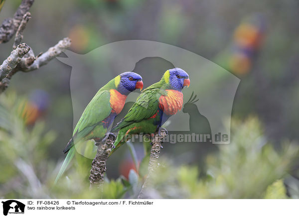 zwei Allfarbloris / two rainbow lorikeets / FF-08426