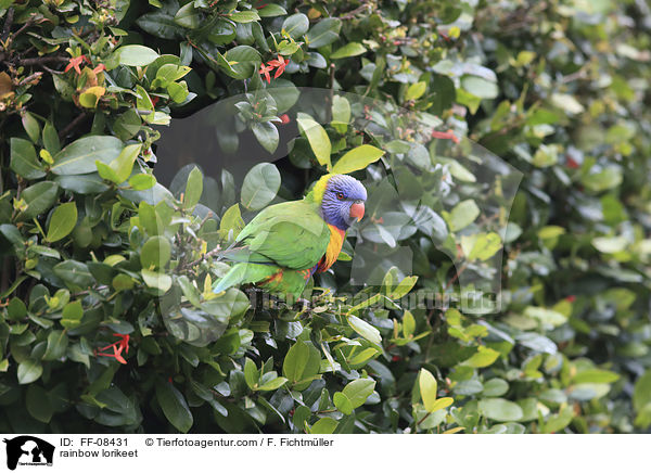 rainbow lorikeet / FF-08431