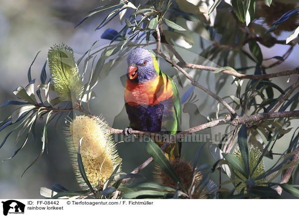 rainbow lorikeet / FF-08442