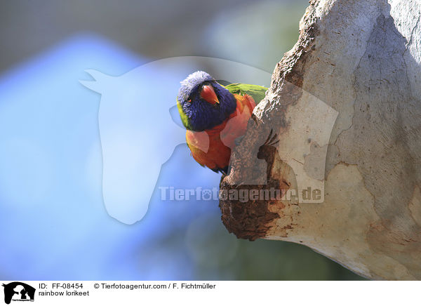 Allfarblori / rainbow lorikeet / FF-08454