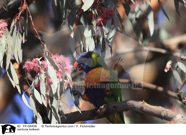 Allfarblori / rainbow lorikeet / FF-08456