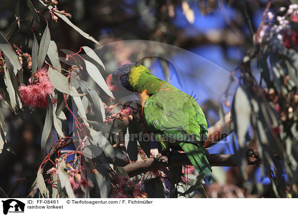 Allfarblori / rainbow lorikeet / FF-08461