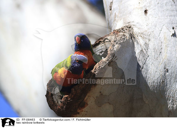 zwei Allfarbloris / two rainbow lorikeets / FF-08463