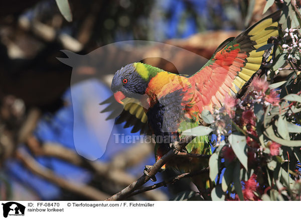 Allfarblori / rainbow lorikeet / FF-08470