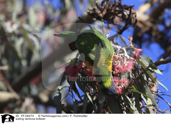 fressender Allfarblori / eating rainbow lorikeet / FF-08474