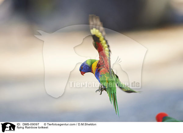 fliegender Allfarblori / flying Rainbow lorikeet / DMS-09097