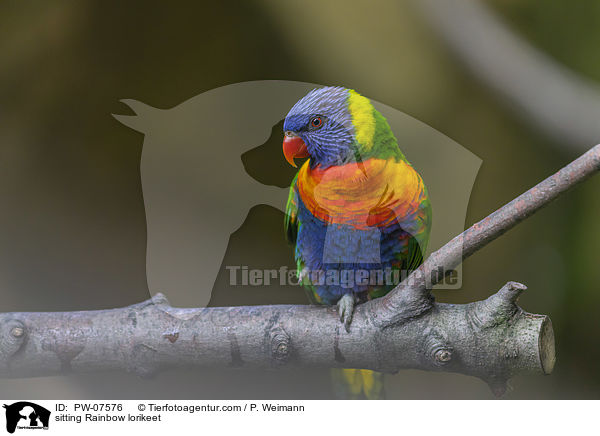 sitzender Allfarblori / sitting Rainbow lorikeet / PW-07576