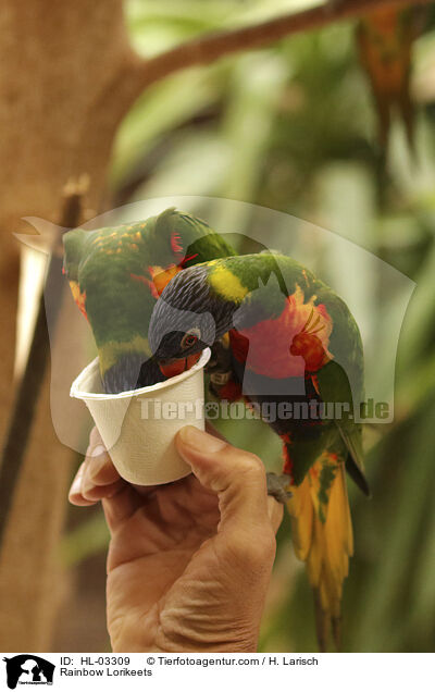 Rainbow Lorikeets / HL-03309