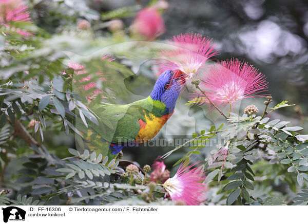 rainbow lorikeet / FF-16306