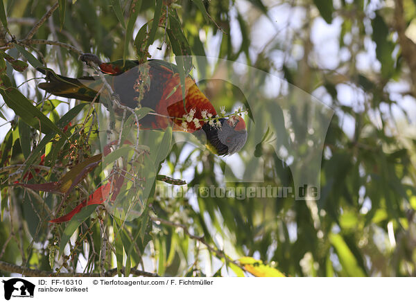 rainbow lorikeet / FF-16310
