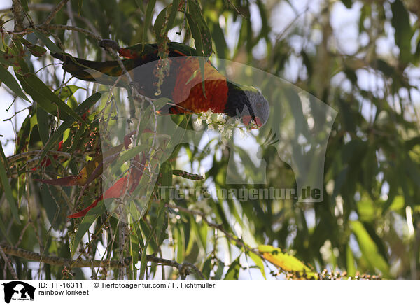 Regenbogenlori / rainbow lorikeet / FF-16311