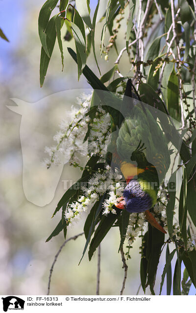 Regenbogenlori / rainbow lorikeet / FF-16313