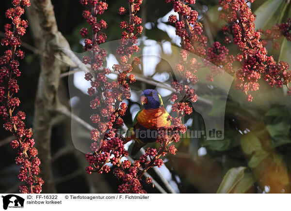 Regenbogenlori / rainbow lorikeet / FF-16322
