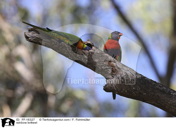 Regenbogenlori / rainbow lorikeet / FF-16327