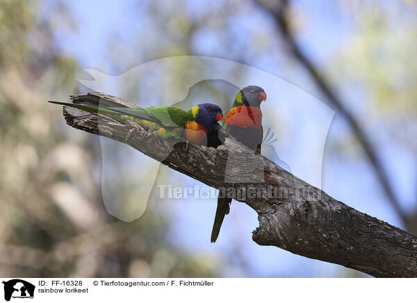 Regenbogenlori / rainbow lorikeet / FF-16328