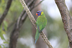 rainbow lorikeet