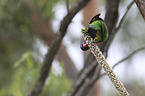 eating rainbow lorikeet