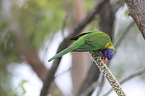 eating rainbow lorikeet