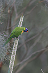 rainbow lorikeet