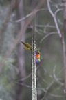 eating rainbow lorikeet