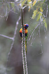 eating rainbow lorikeet