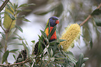 rainbow lorikeet