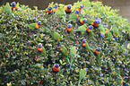 flock of rainbow lorikeets