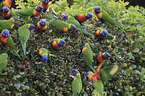 flock of rainbow lorikeets
