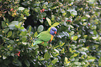 rainbow lorikeet