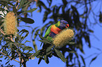 eating rainbow lorikeet